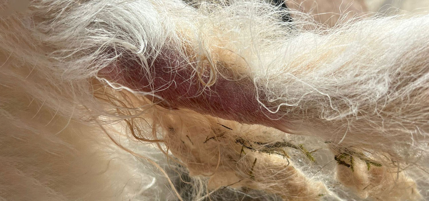 hot spot chien photo.jpg